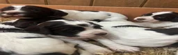 English Springer Spaniel dogs for sale: Working English Springer Spaniel pups - Advert 2