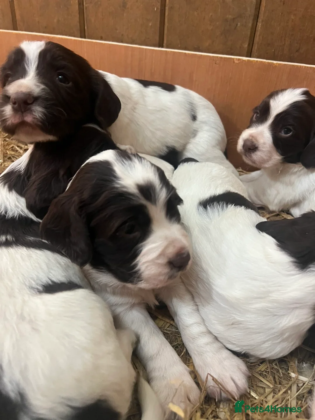 English Springer Spaniel dogs for sale: Working English Springer Spaniel pups - Advert 2