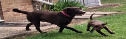 Labrador Retriever dogs for sale: Fantastic labrador pups  - Advert 2
