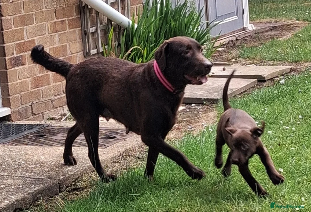 Labrador Retriever dogs for sale: Fantastic labrador pups  - Advert 2