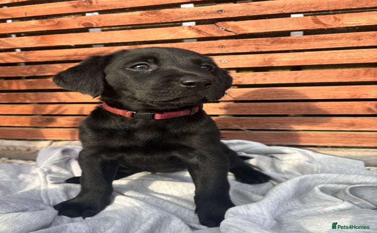 Labrador Retriever dogs - Advert 2