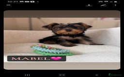 Yorkshire Terrier dogs for sale: Yorkshire Terrier Puppies - Image 7
