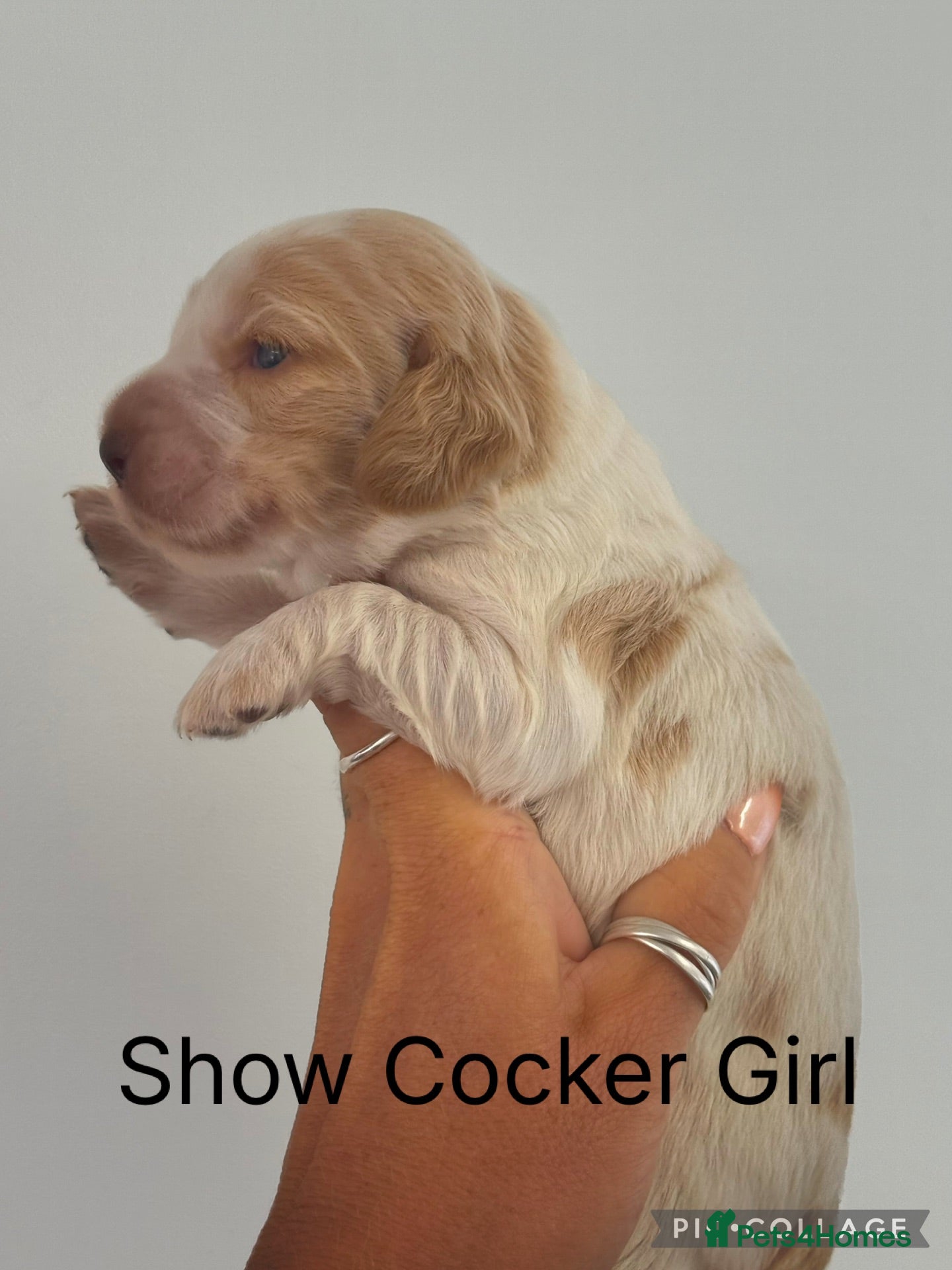 Cocker Spaniel dogs Show Cocker Spaniels Orange Roan - Advert 1