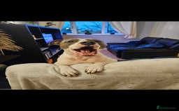 Staffordshire Bull Terrier dogs for sale:  Unique Classic Markings - Image 10
