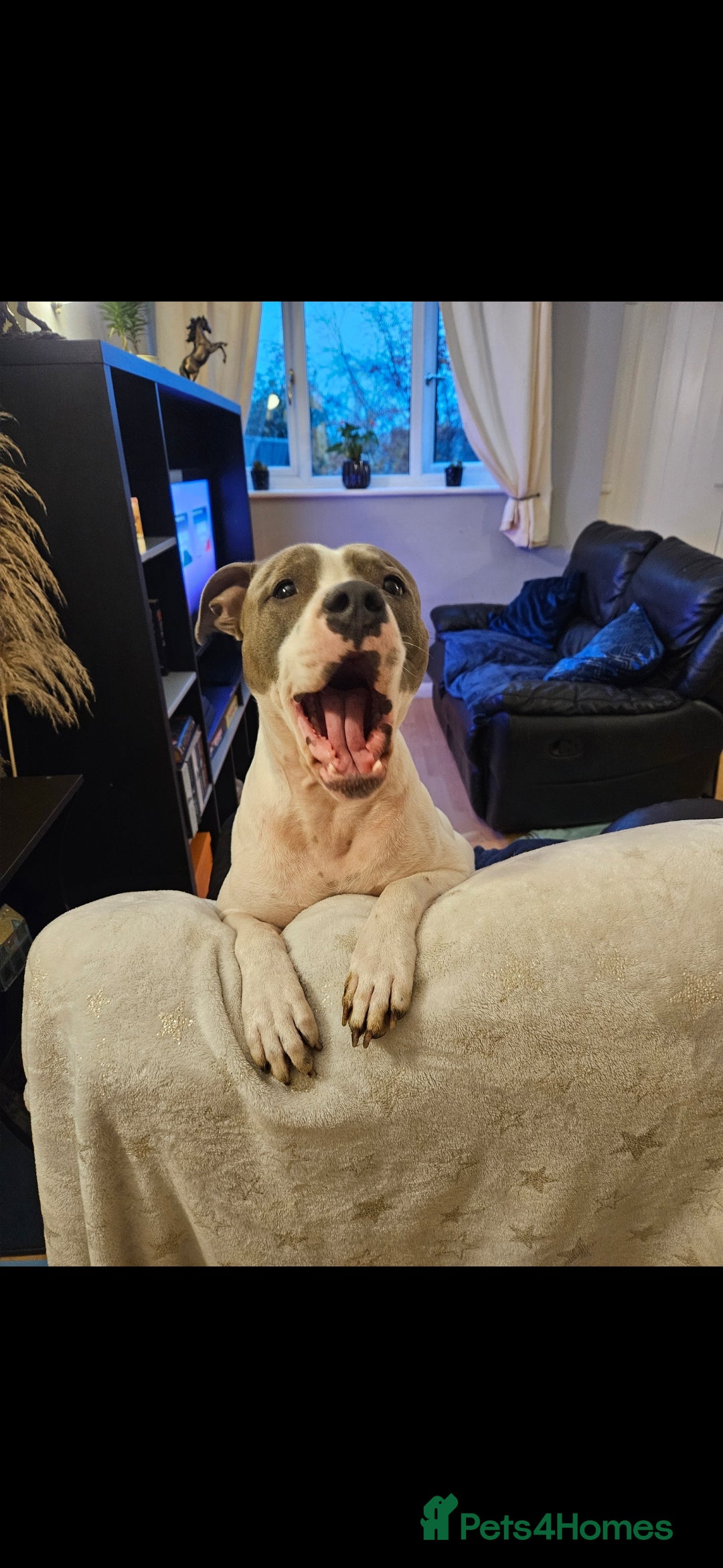 Staffordshire Bull Terrier dogs for sale:  Unique Classic Markings - Image 10