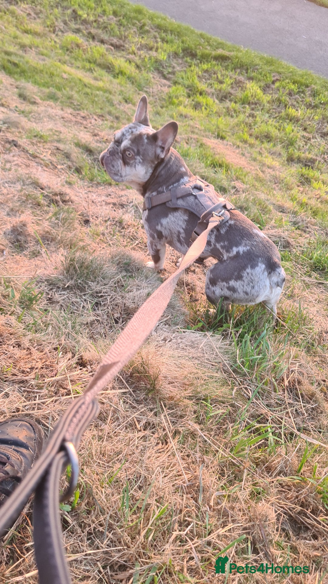 French Bulldog dogs for stud: Lilac merle for stud - Advert 4