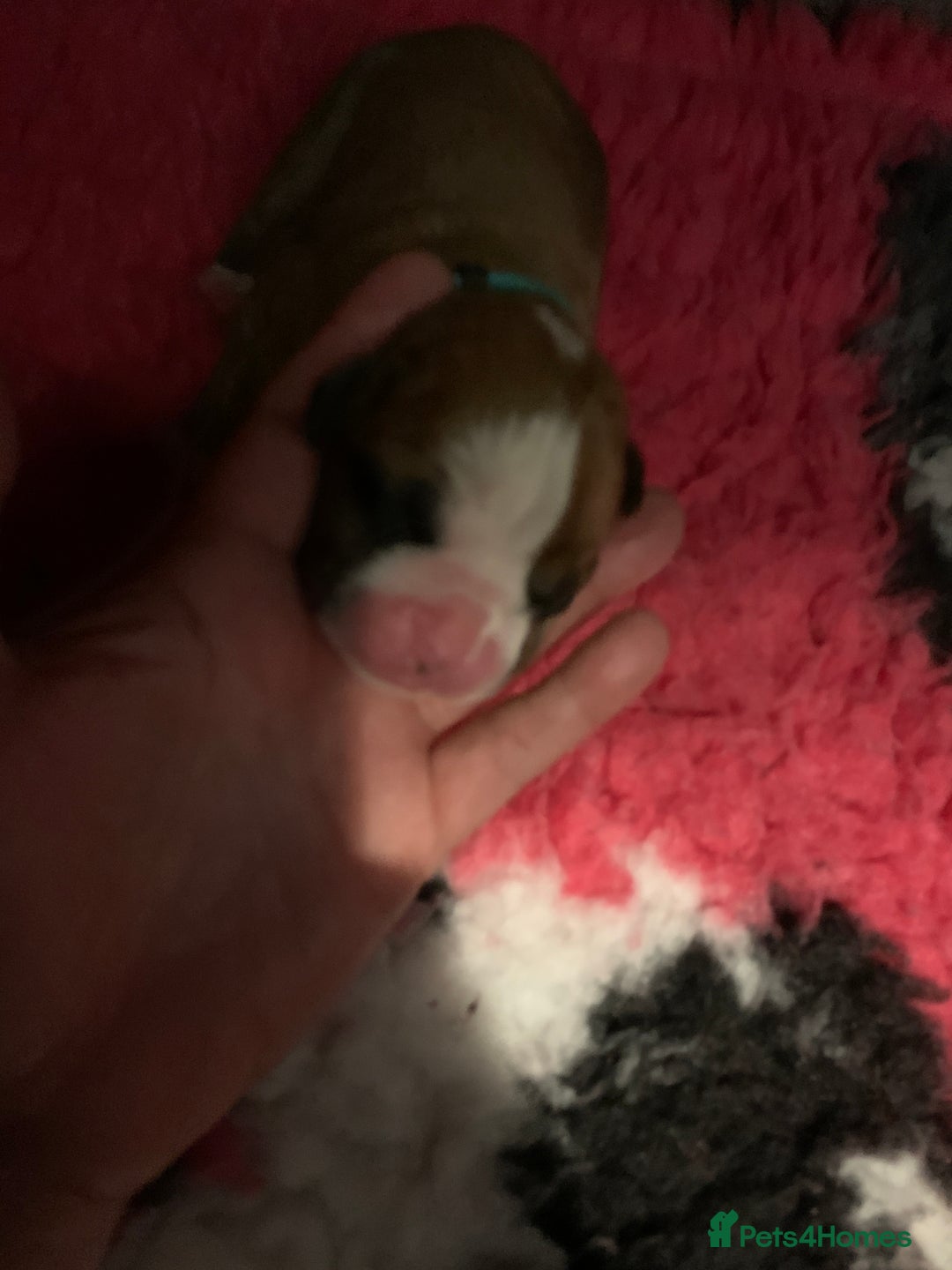 Boxer dogs for sale: KC registered Boxer Puppies - Image 19