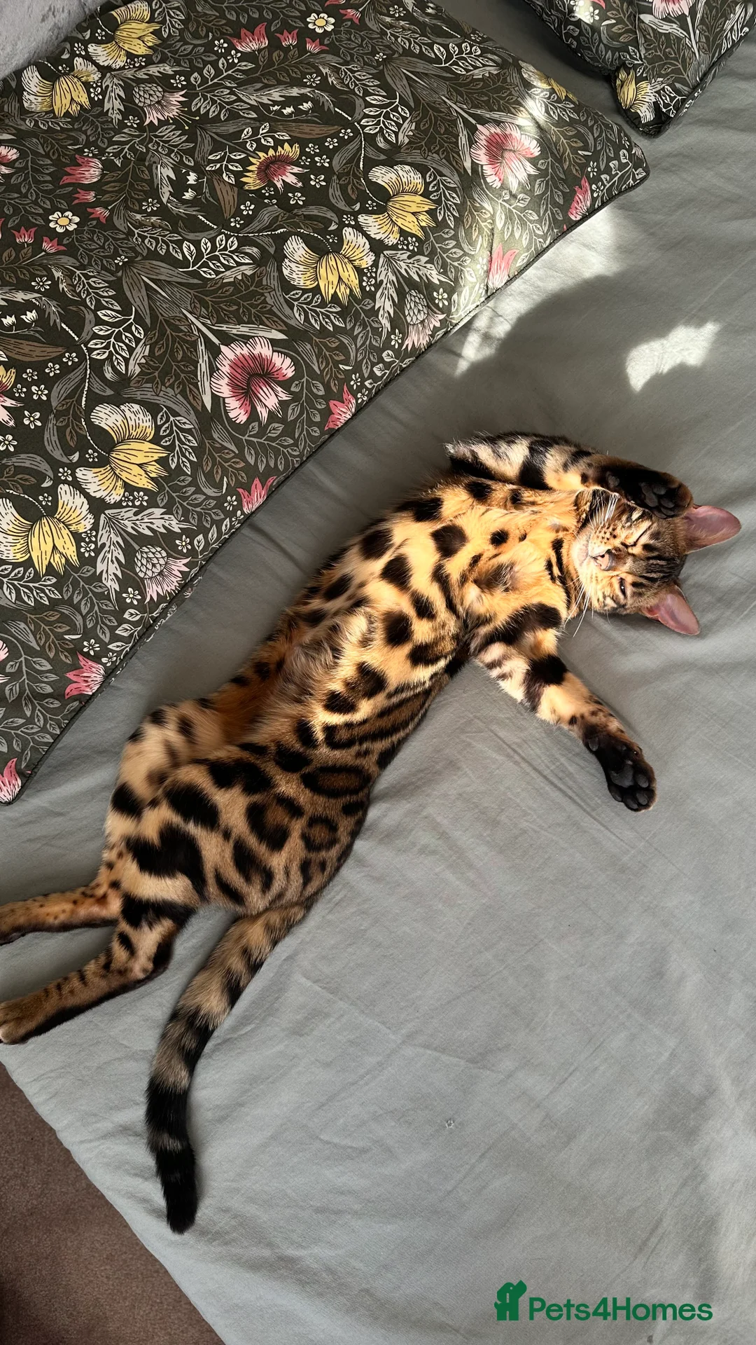 Bengal cats for sale: Looking for a loving forever home for Rusik - Advert 16