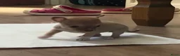 Chihuahua dogs for sale: CHIHUAHUA PUPPIES 3 only available now  - Advert 24