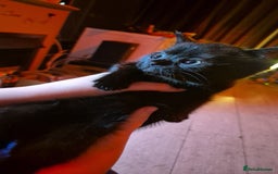 Mixed Breed cats for sale: Kittens for sale - Image 6