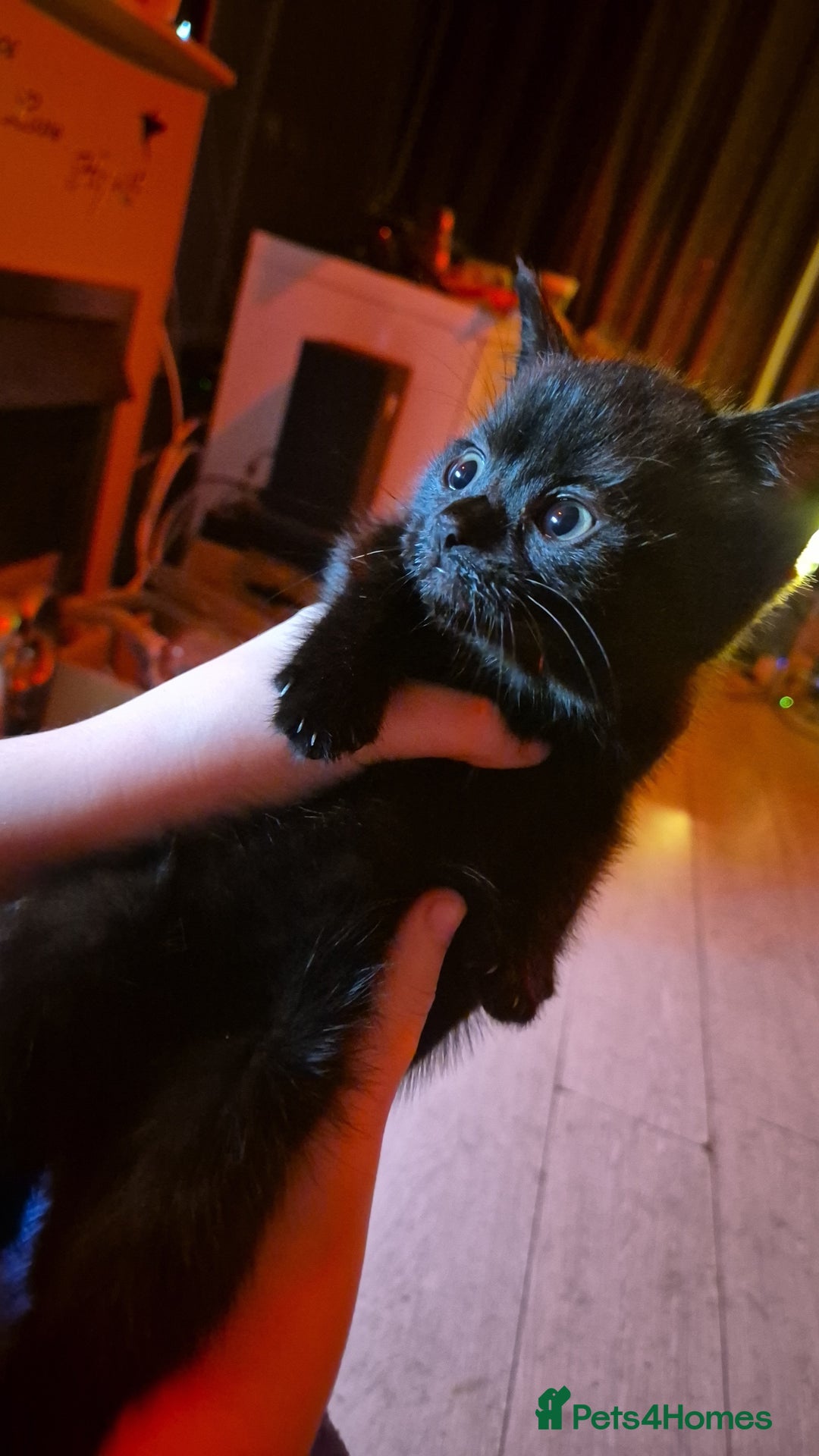 Mixed Breed cats for sale: Kittens for sale - Image 6