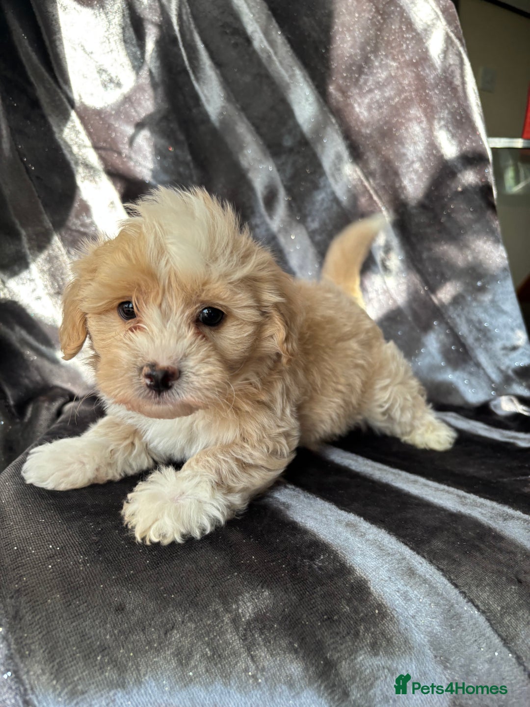 Maltipoo dogs for sale: Maltipoo puppies - Advert 2