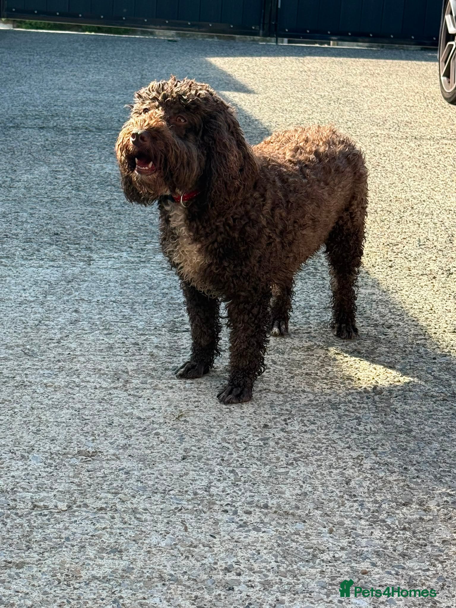 Cockapoo dogs Adult f1 mini cockapoo chocolate girl 4 years  - Advert 2