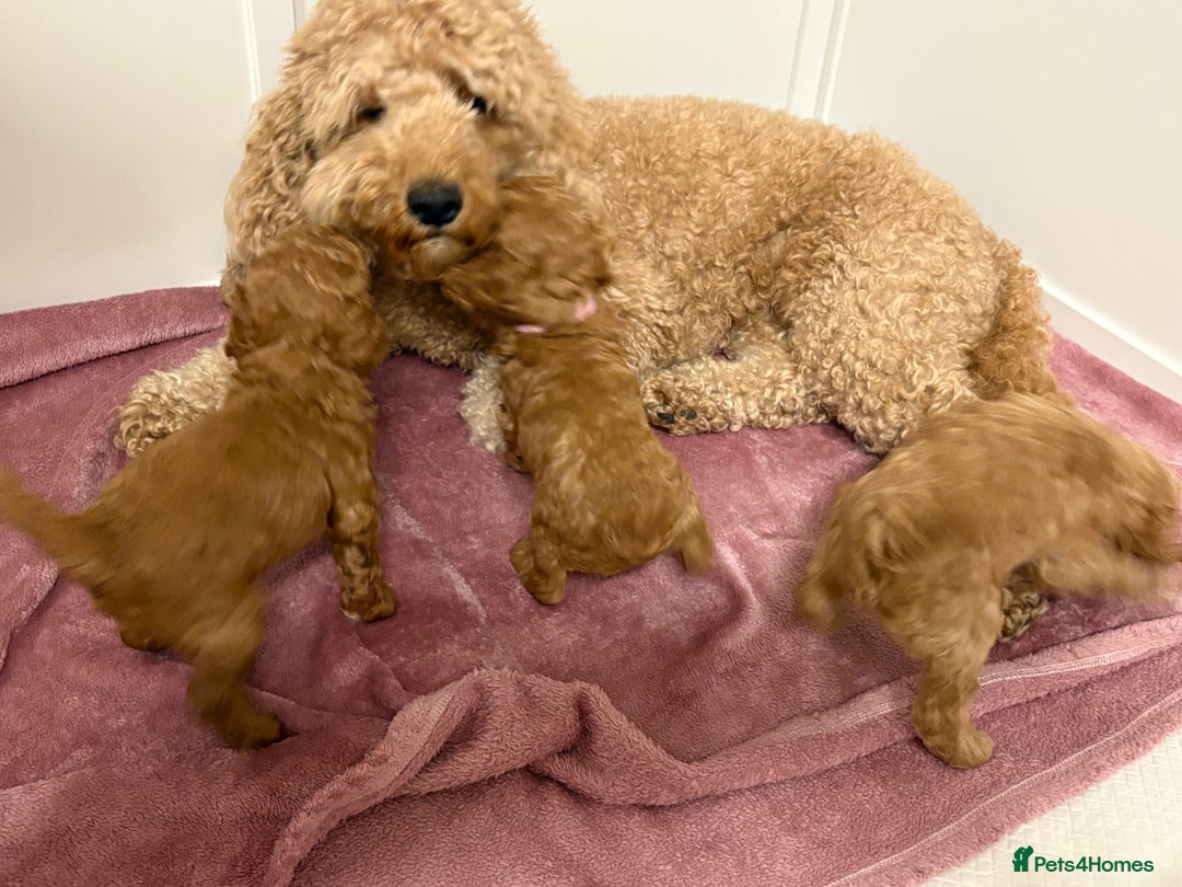 Cockapoo dogs for sale: Cockapoo puppies  - Advert 7