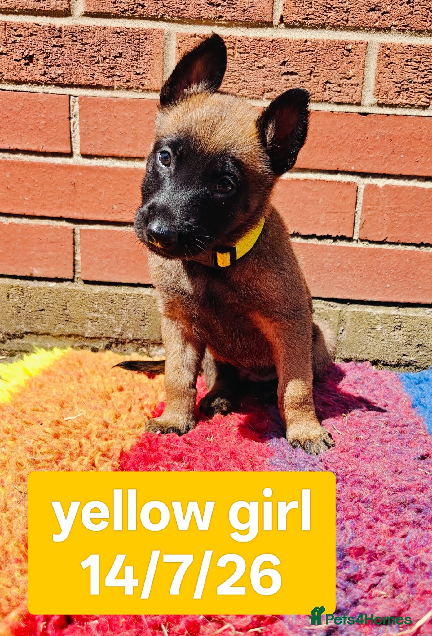 Belgian Shepherd Dog dogs Quality KC Registered Belgian Shepherd Malinois  - Advert 2