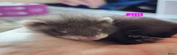 Ferret rodents for sale: Semi Angora Babies in Stourbridge - Advert 6