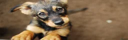 Mixed Breed dogs for sale: TEST TEST TEST TESTTEST TESTTEST TESTTEST TEST - Advert 3