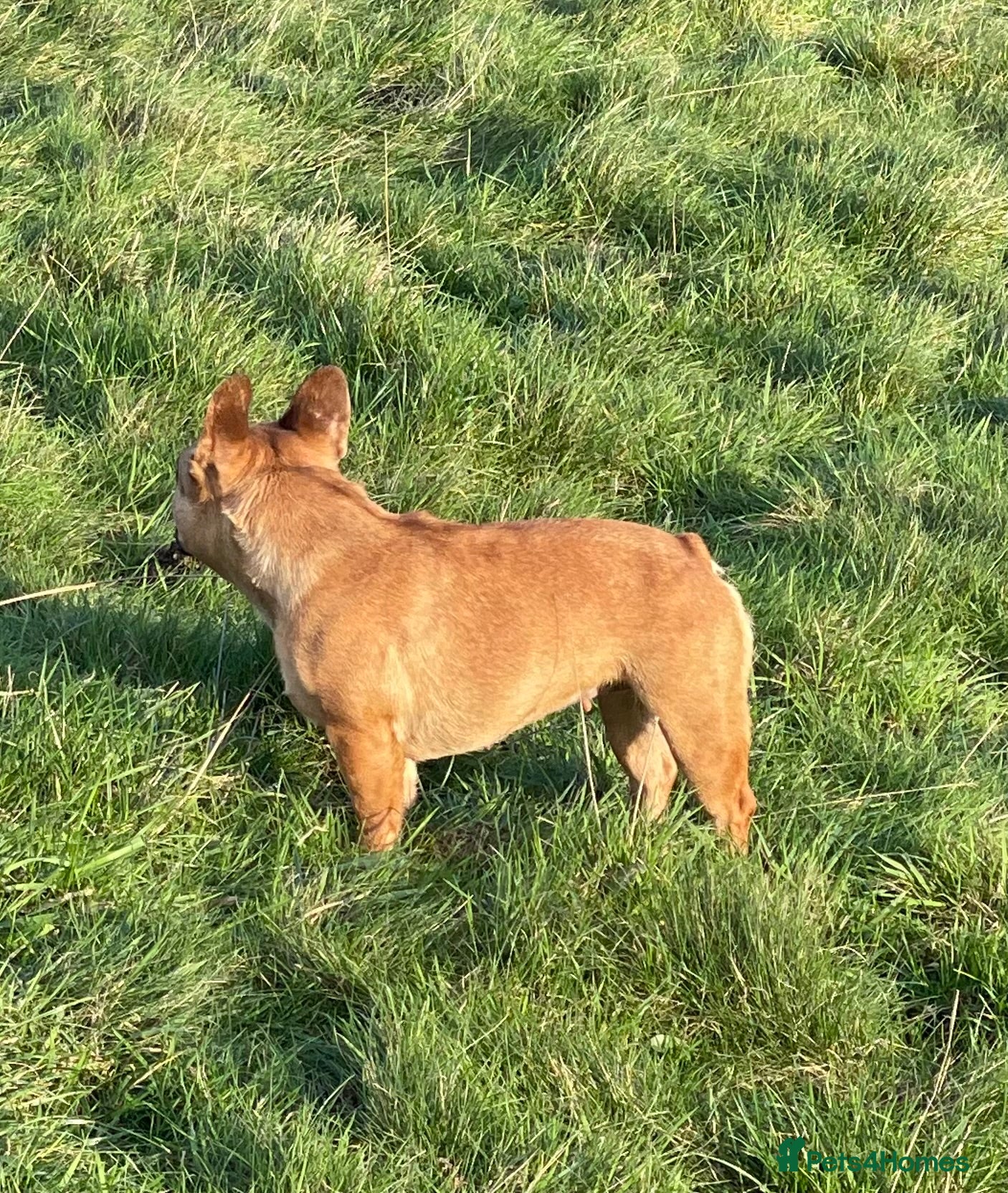 French Bulldog dogs KC REGISTERED HEALTH TESTED FRENCH BULLDOG  - Advert 6