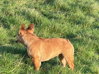 French Bulldog dogs KC REGISTERED HEALTH TESTED FRENCH BULLDOG - Advert 7