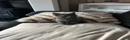 British Shorthair cats for sale: Beautiful British shorthair  - Advert 4