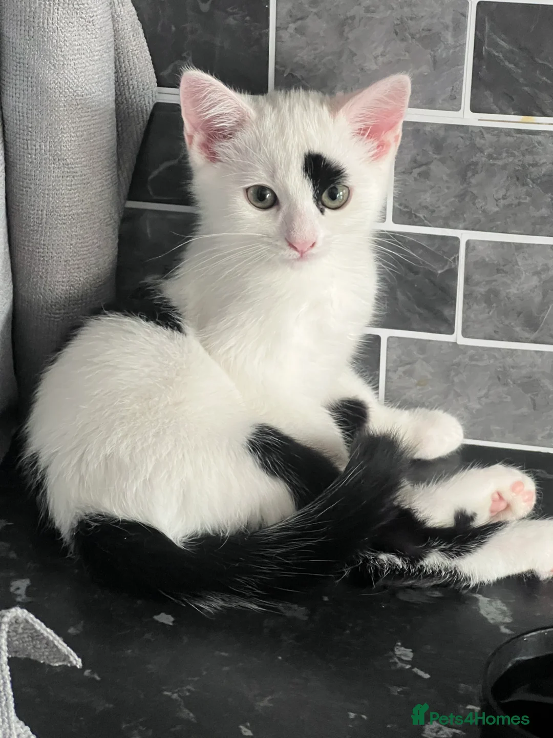 Mixed Breed cats for sale: Kitten girl  - Advert 2