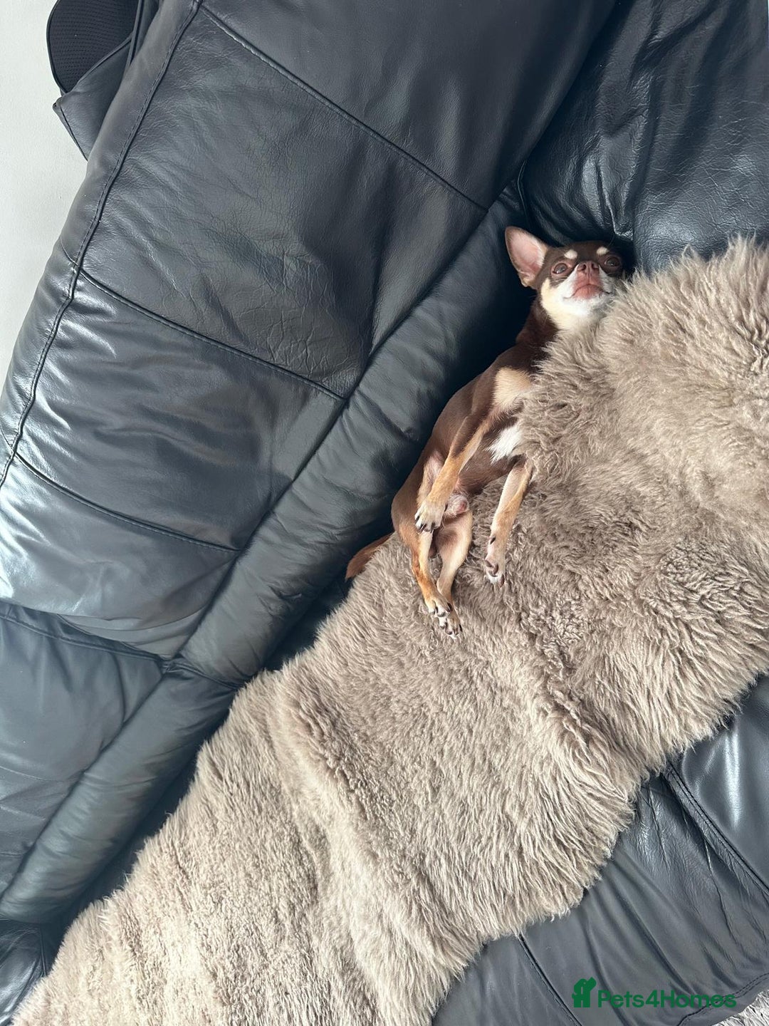 Chihuahua dogs for stud: Mr Samba  - Image 6