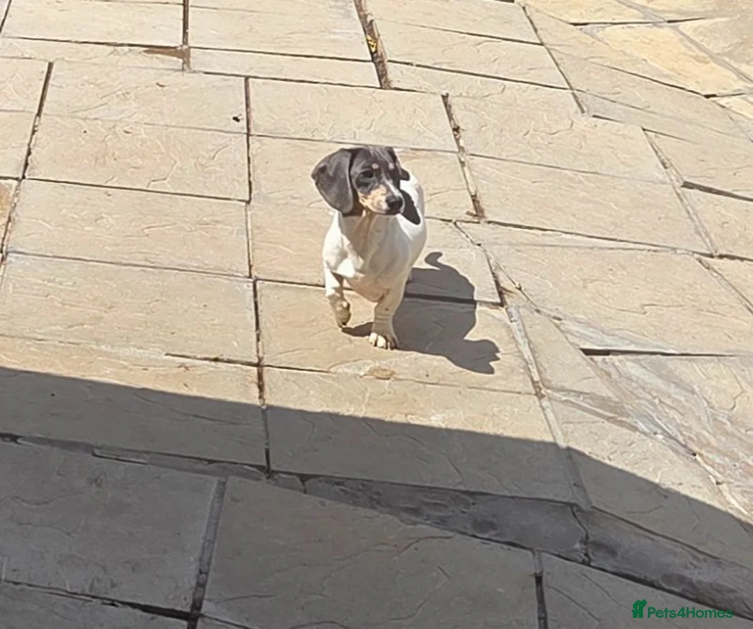 Miniature Dachshund dogs for stud: Blue & Tan pied mini daxi stud carrying choc - Advert 2