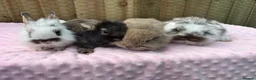 Mixed Breed rabbits for sale: 13 baby bunnies boys and girls £50 each lop/teddy - Advert 3