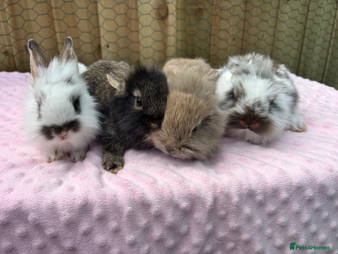 Mixed Breed rabbits for sale: 13 baby bunnies boys and girls £50 each lop/teddy - Advert 3