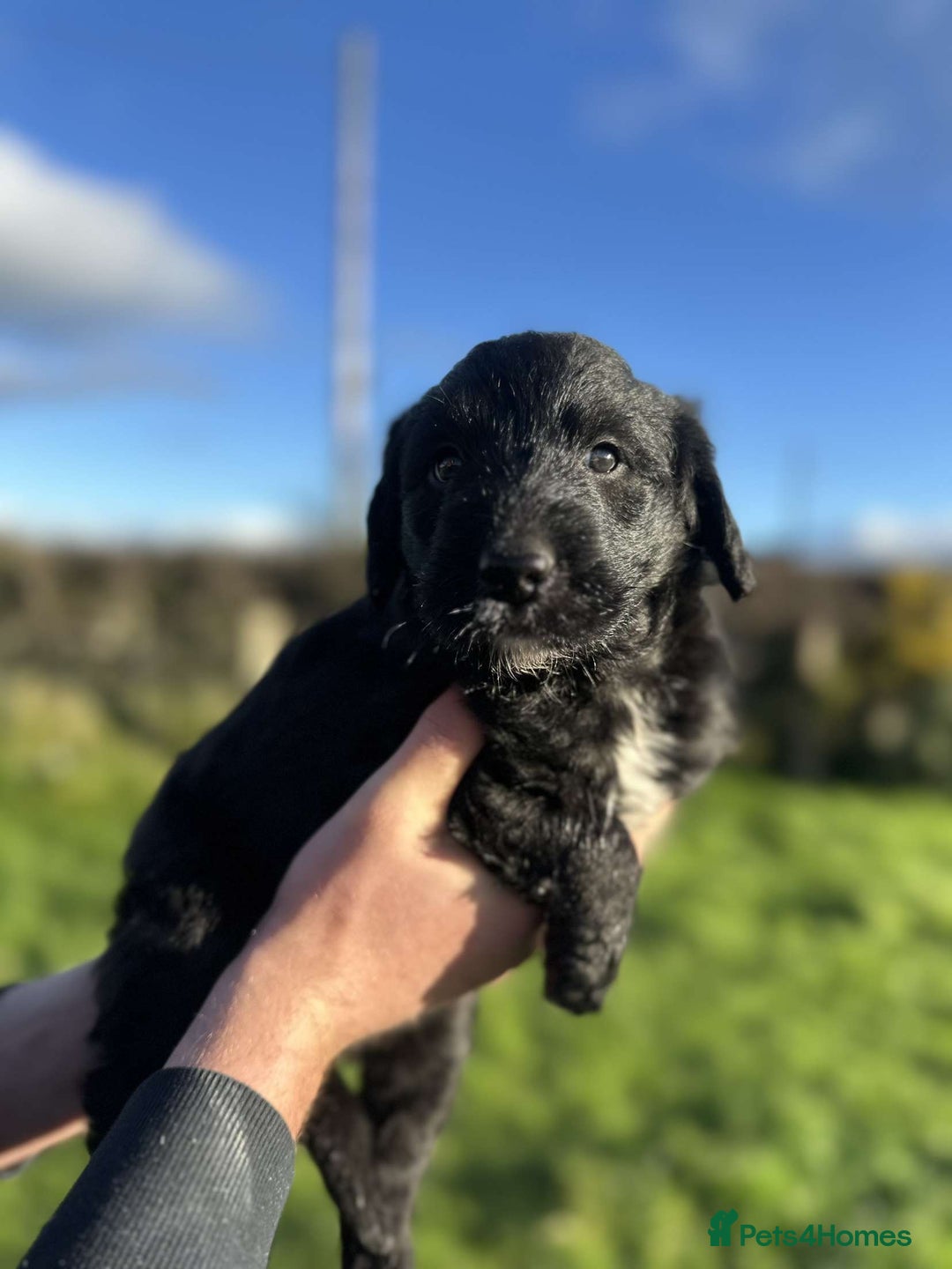 Bordoodle dogs for sale: Superb Litter of Farm-Raised Bordoodles - Advert 9
