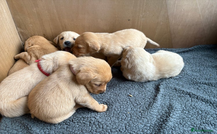 Labrador Retriever dogs - Advert 15