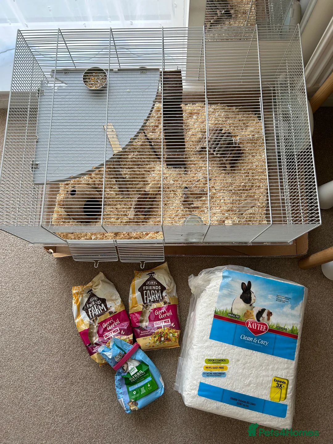 Gerbil rodents for sale: 2 gerbils males with cage and additions  - Advert 5