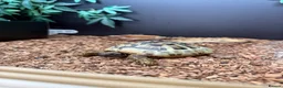 Hermann Tortoise reptiles for sale: Female Hermann Tortoise For Sale in London - Advert 1