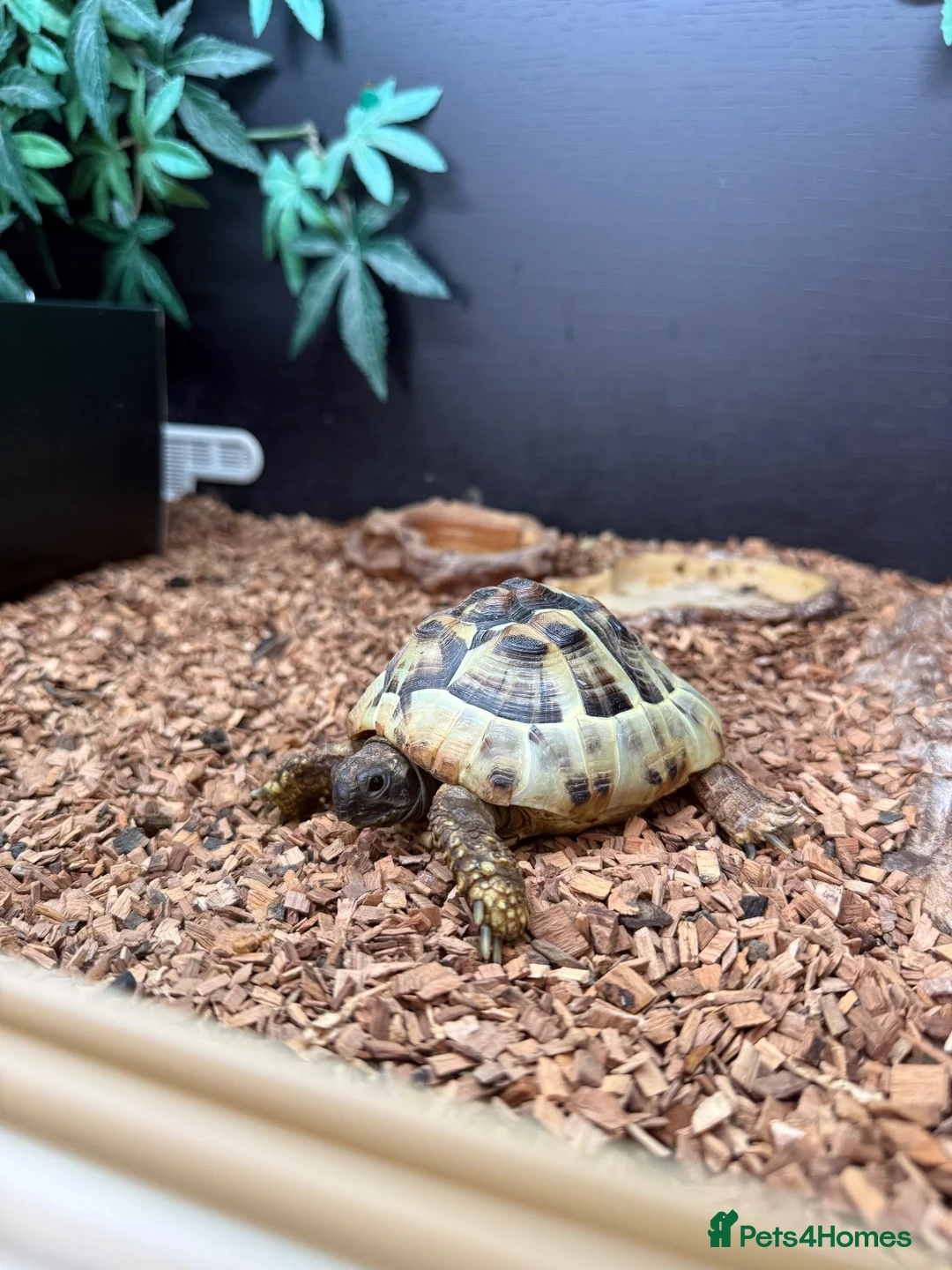 Hermann Tortoise reptiles for sale: Female Hermann Tortoise For Sale in London - Advert 1