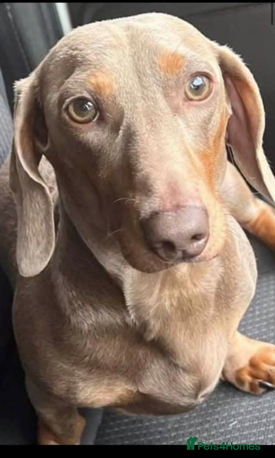 Mixed Breed dogs for sale: F1 Dachshund x Jack Russell  - Image 16