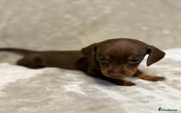 Miniature Dachshund dogs for sale: 🐾 Stunning Miniature Dachshund Puppies - Image 14