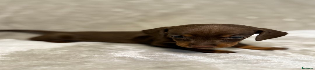 Miniature Dachshund Puppy 3