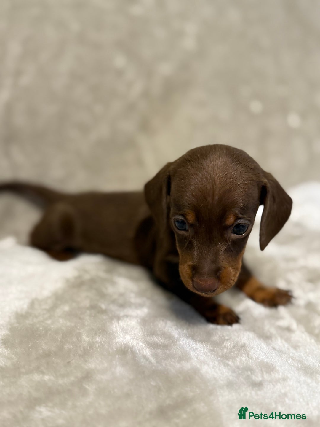 Miniature Dachshund dogs for sale: 🐾 Stunning Miniature Dachshund Puppies - Image 14