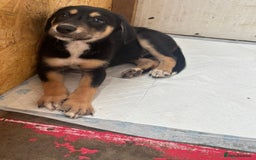Mixed Breed dogs for sale: Saluki whippet greyhounds  - Image 10