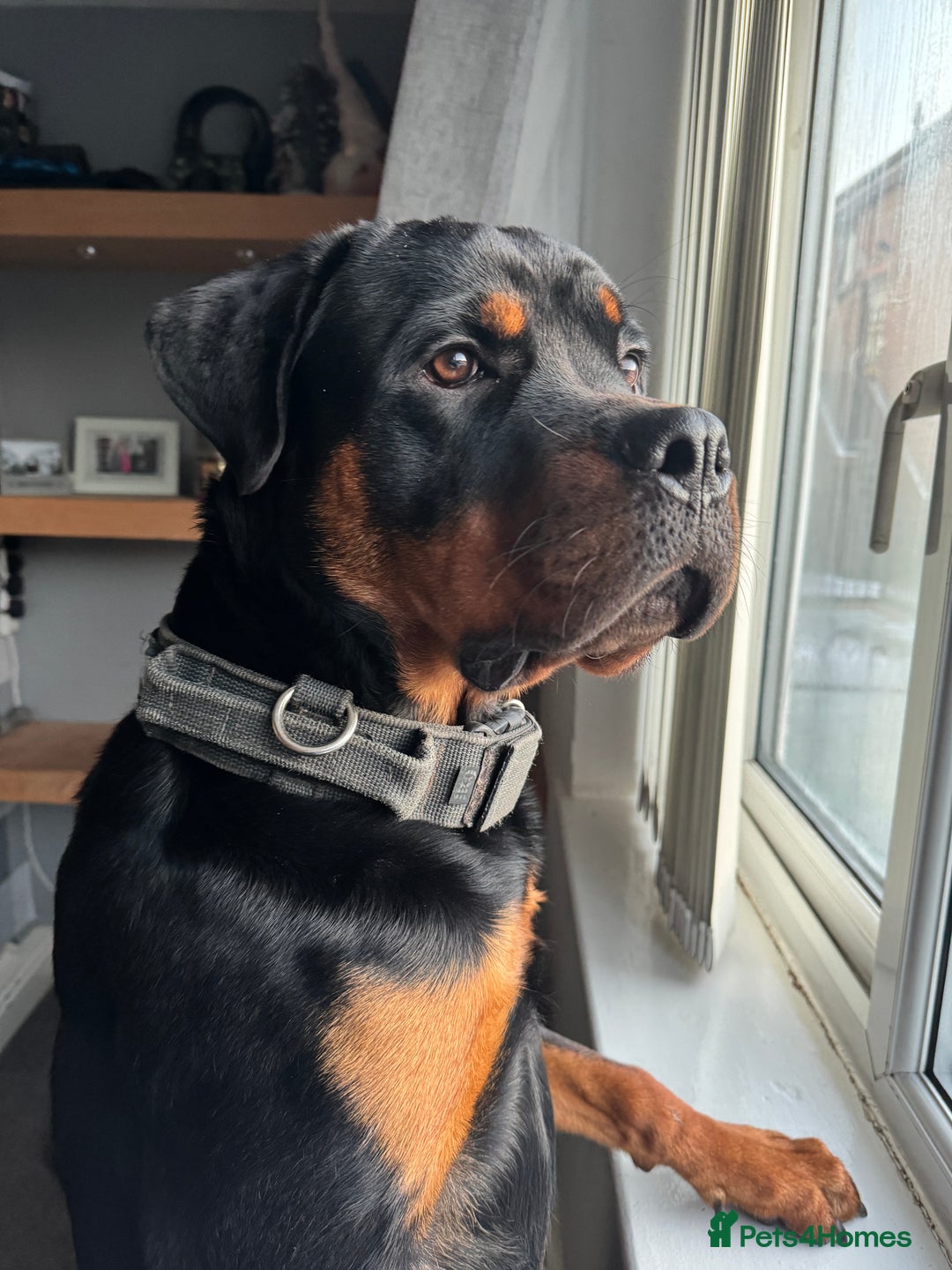 Rottweiler dogs for stud: Rottweiler stud available  - Advert 3