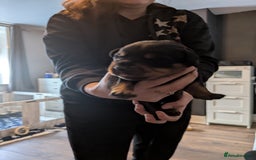 Rottweiler dogs for sale: Stunning Rottweiler pups  - Image 10