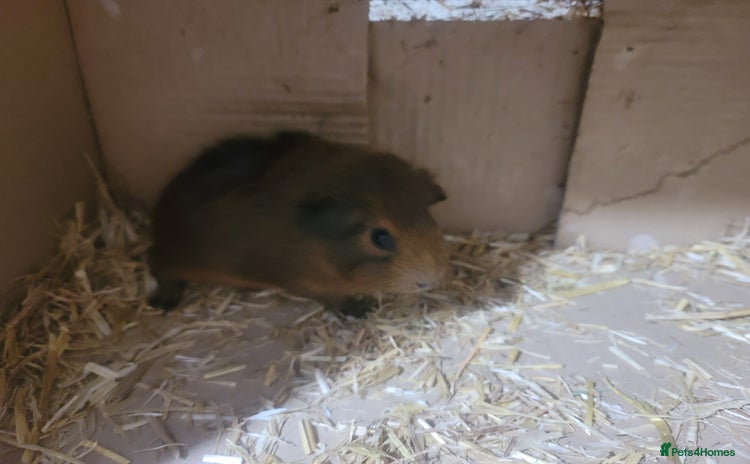 Guinea Pig rodents - Advert 10