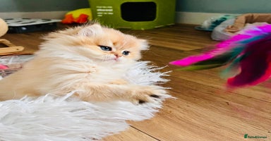 British Longhair cats - Advert 6