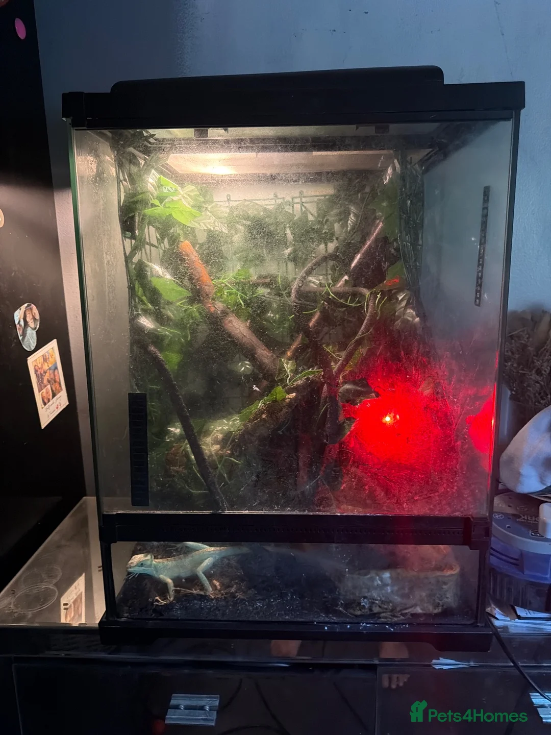 Iguana reptiles for sale: Casque headed iguanas  in Edenbridge - Advert 2