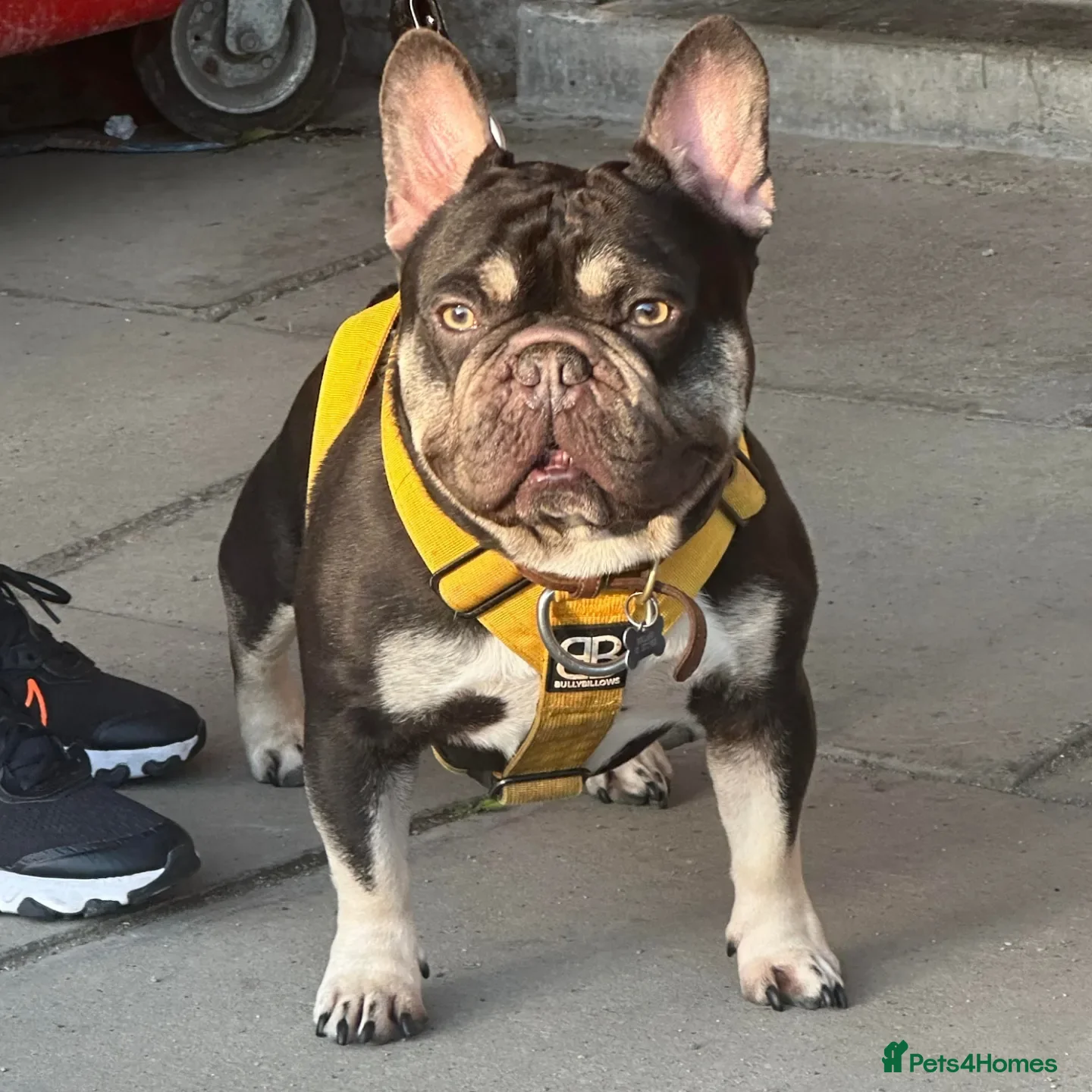 French Bulldog dogs THE GREAT MAMBA in Stafford - Advert 18