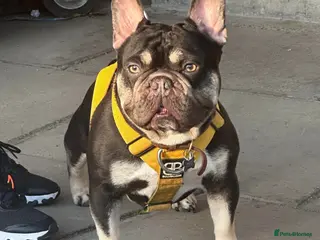 French Bulldog dogs THE GREAT MAMBA in Stafford - Advert 18