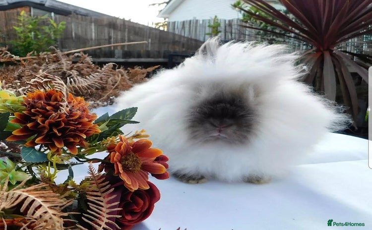 Angora rabbits - Advert 1