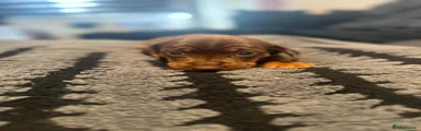 Dachshund Puppy 4