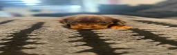 Dachshund dogs for sale: Beautiful dachshund pups - Advert 3
