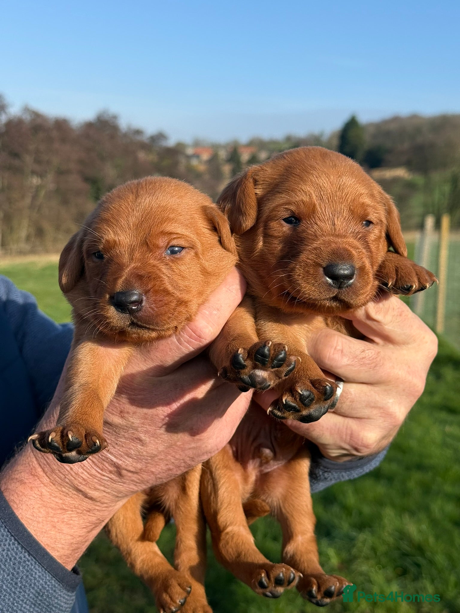 Labrador Retriever dogs Beautiful KC Registered Fox Red Labrador Pups - Advert 5